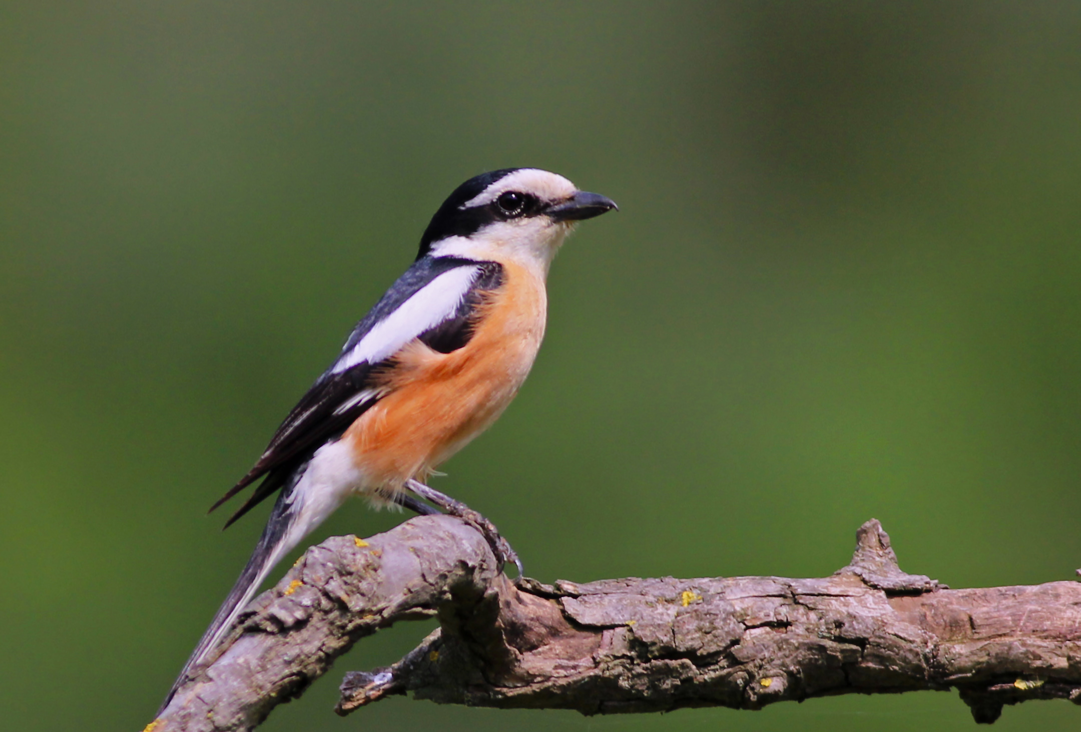 Masked Shrike